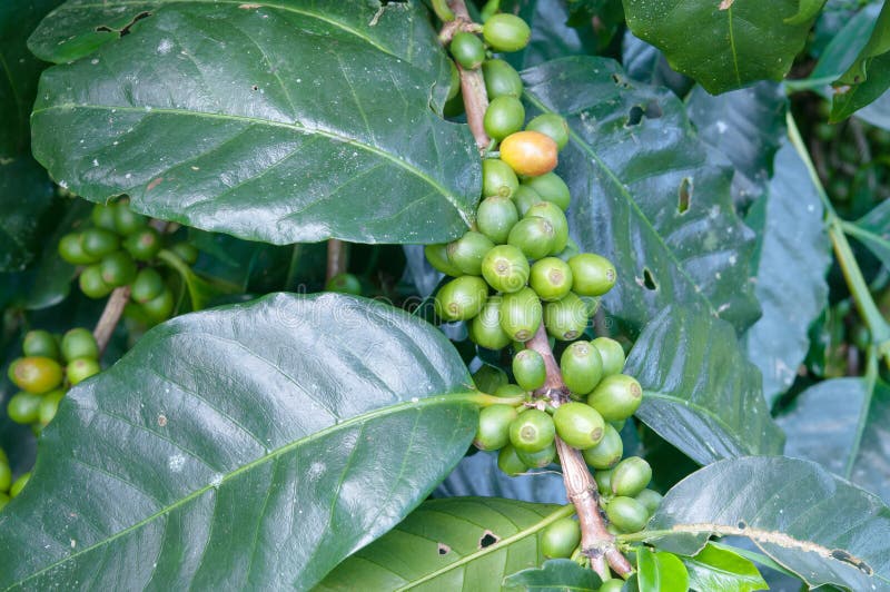 Green coffee beans growing stock photo. Image of ecology 44735448
