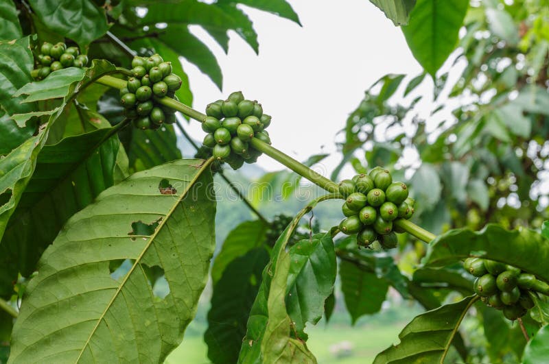 Green coffee beans stock photo. Image of fruits, fresh 82710106