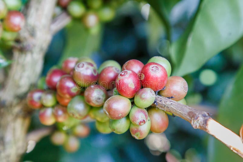 Green Coffee Beans Growing on the Branch. Raw Coffee Bean on Coffee