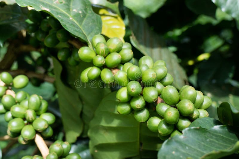 Green coffee beans growing stock photo. Image of farming 80798952