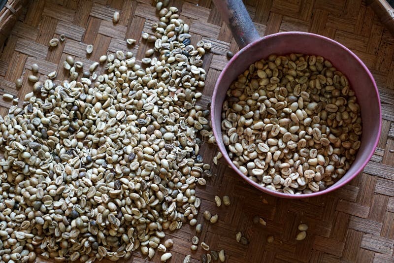 Green Coffee Beans Ready for Roasting Stock Image Image of beverage