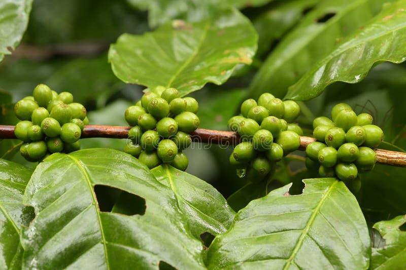Green coffee beans stock image. Image of industry, growing 105218663