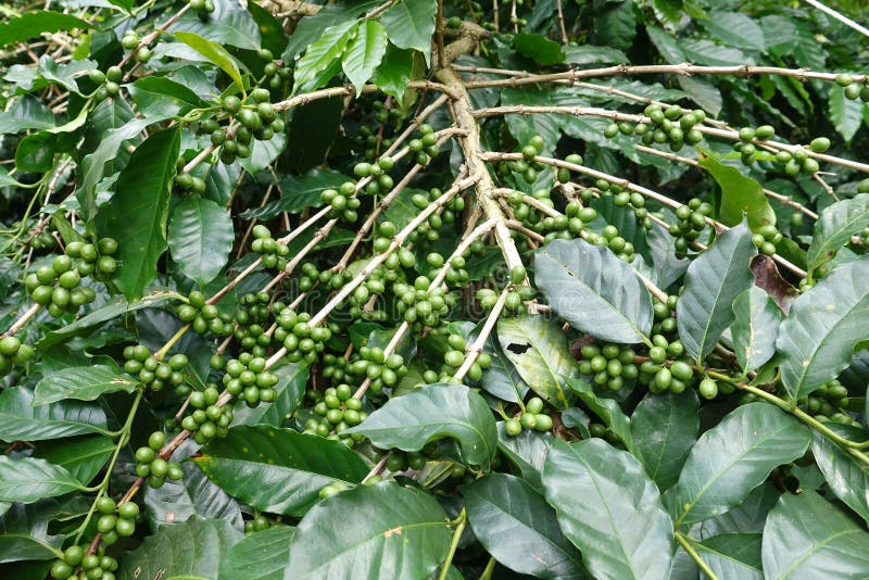 Green coffee beans on stem stock photo. Image of farming 61840380