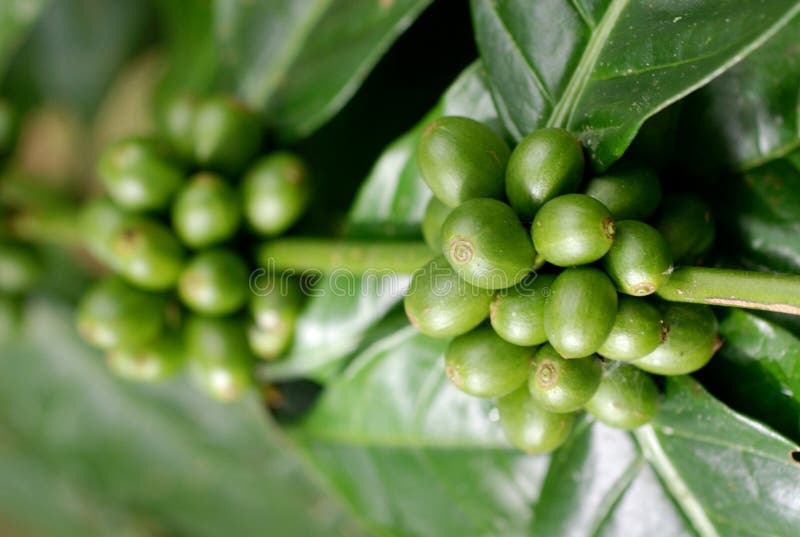 Green Coffee Berries II