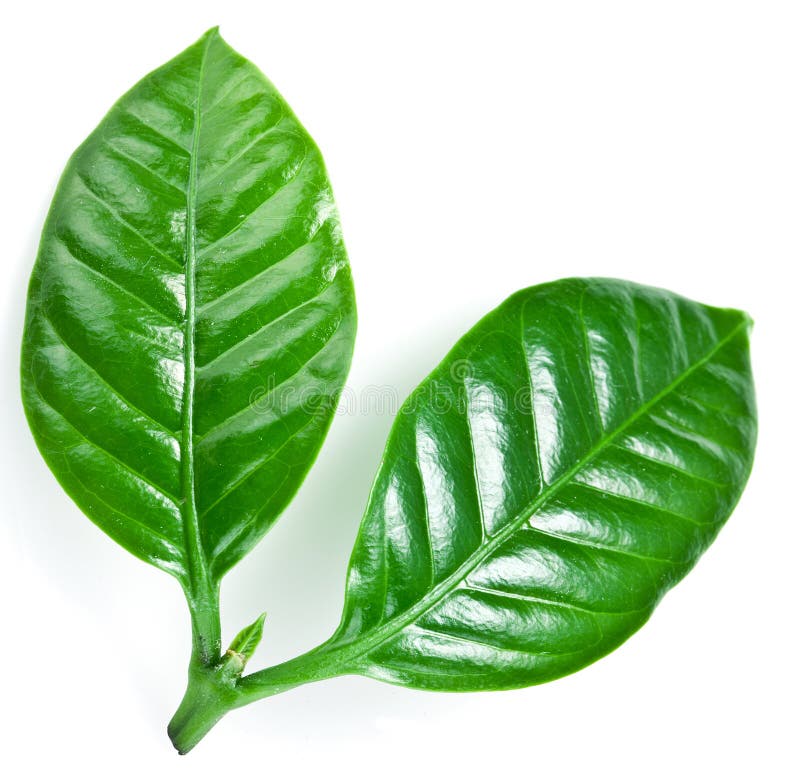 Green Coffee Leaves. Royalty Free Stock Images Image 35160589