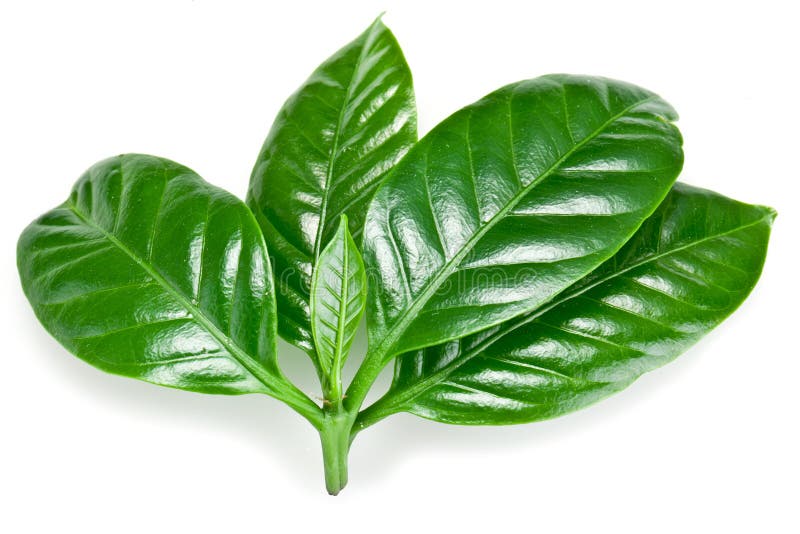 Green coffee leaves. stock photo. Image of coffee, ingredient 35372298