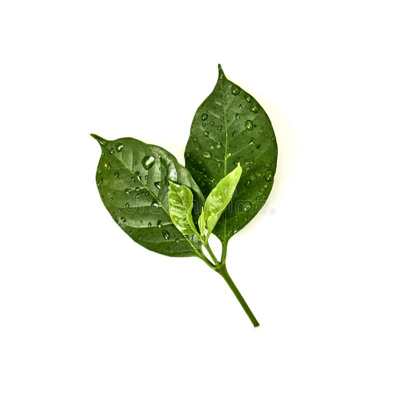Green Coffee Leaves on White Stock Photo Image of leaf, morning