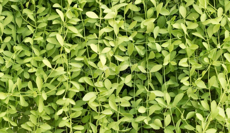 green creeper
