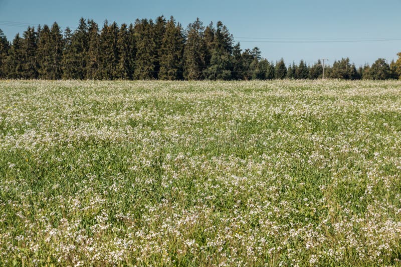 Green and colorful flower field with little forest stock images