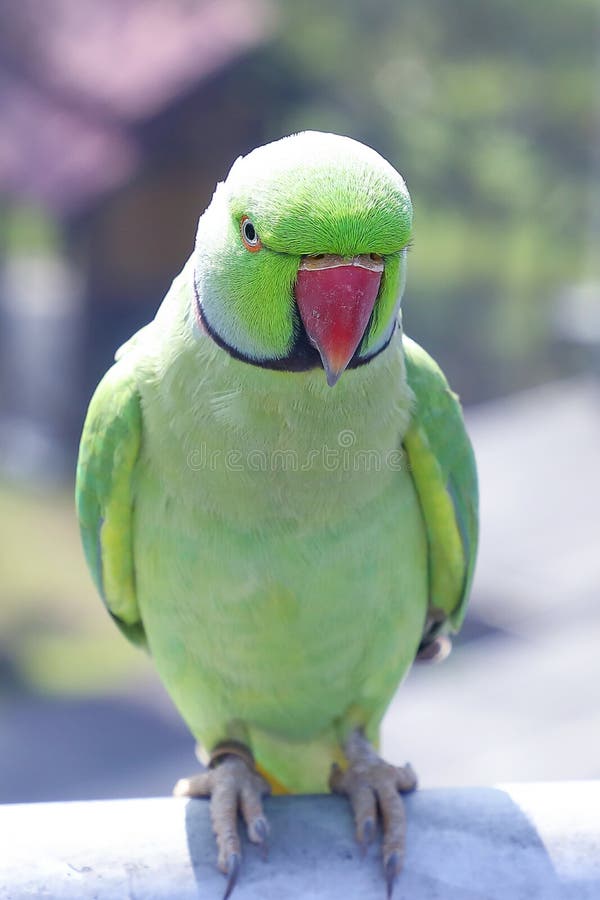 Green Colorful Parrot Parakeet stock photo