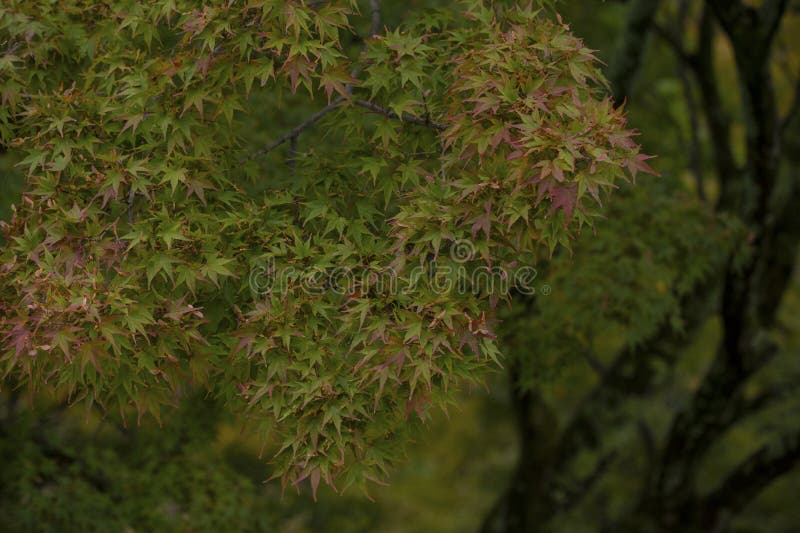 Green colorful and wonderful shape foliage pattern. stock image