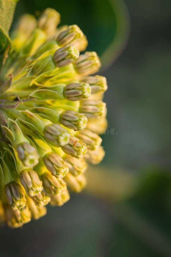 4 296 Green Milkweed Photos Free Royalty Free Stock Photos From Dreamstime