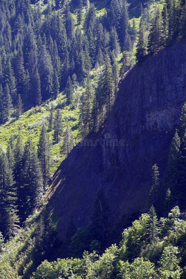 southwest cindersap forest southwest cindersap forest
