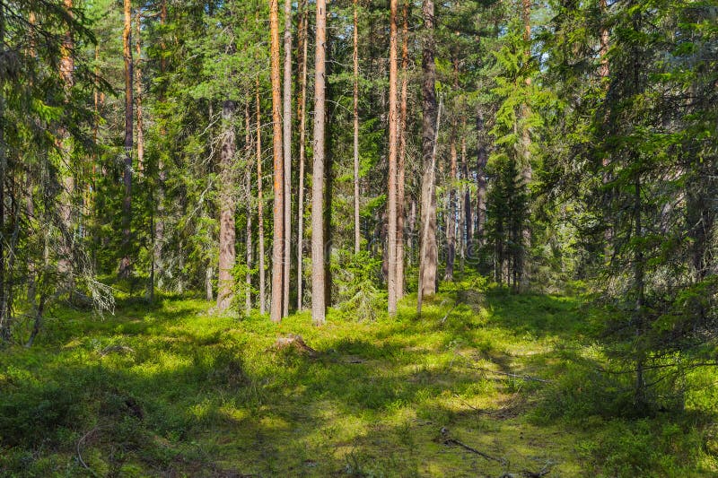 Green coniferous forest stock images