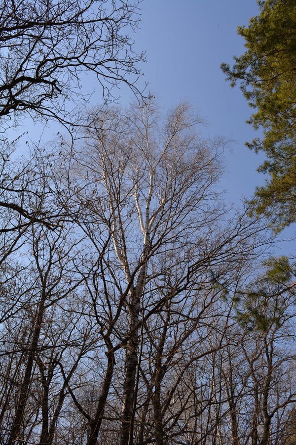 Green coniferous and leafless deciduous trees in a rural park in early spring against the backdrop of a sunny blue sky. royalty free stock images
