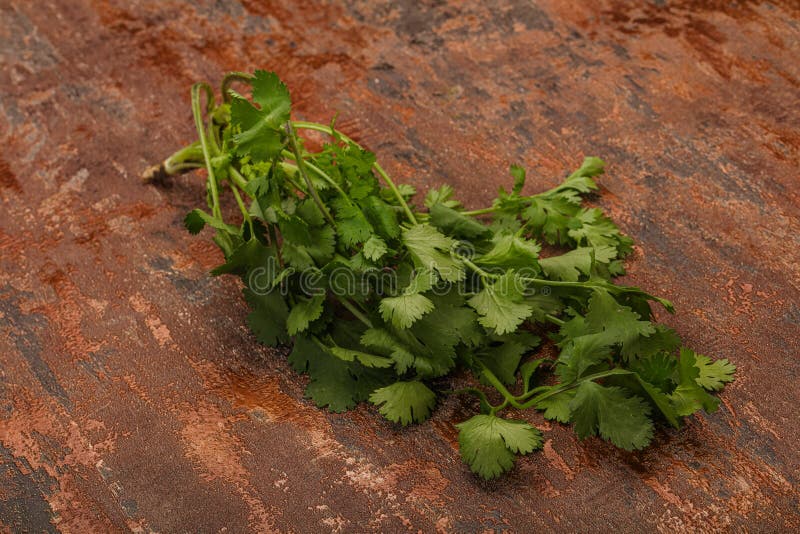 Green Coriander or Cilanto Leaves Heap Stock Image Image of aromatic