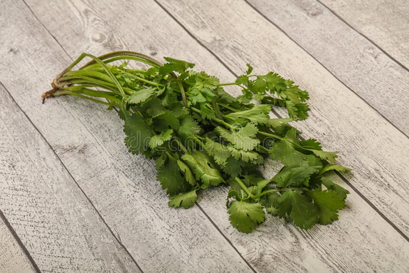 Green Coriander or Cilanto Leaves Heap Stock Photo Image of branch