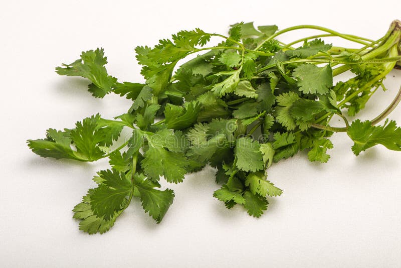 Green Coriander or Cilanto Leaves Heap Stock Photo Image of spice