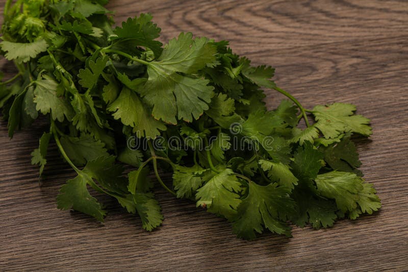 Green Coriander or Cilanto Leaves Heap Stock Photo Image of green