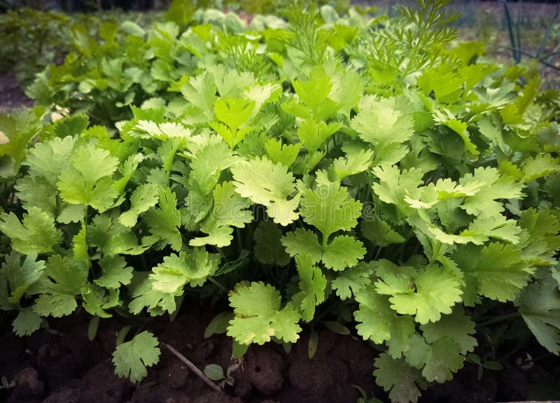 Green coriander. stock image. Image of harwest, deciduous 183325381