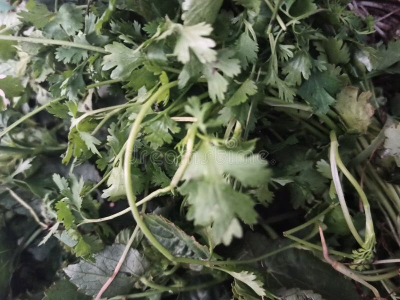 Green coriander healthy stock image. Image of coriander 206845063