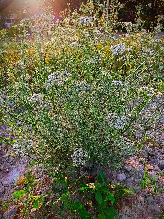 Green Coriander Plant Growing Flowers Stock Photo Image of park