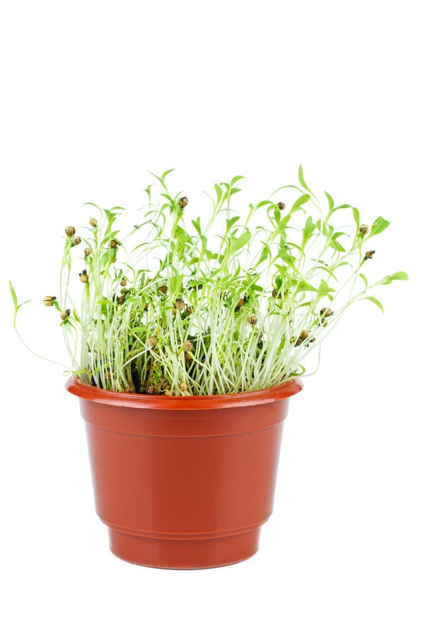 Sprout Of Coriander Which Has Sprouted From Earth Stock Image Image