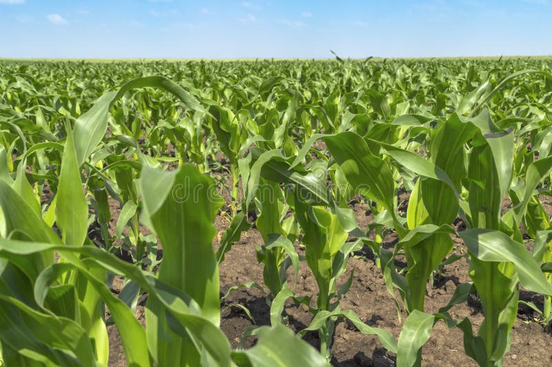 Field of Green Cannabis Marijuana Plants Stock Image Image of herb