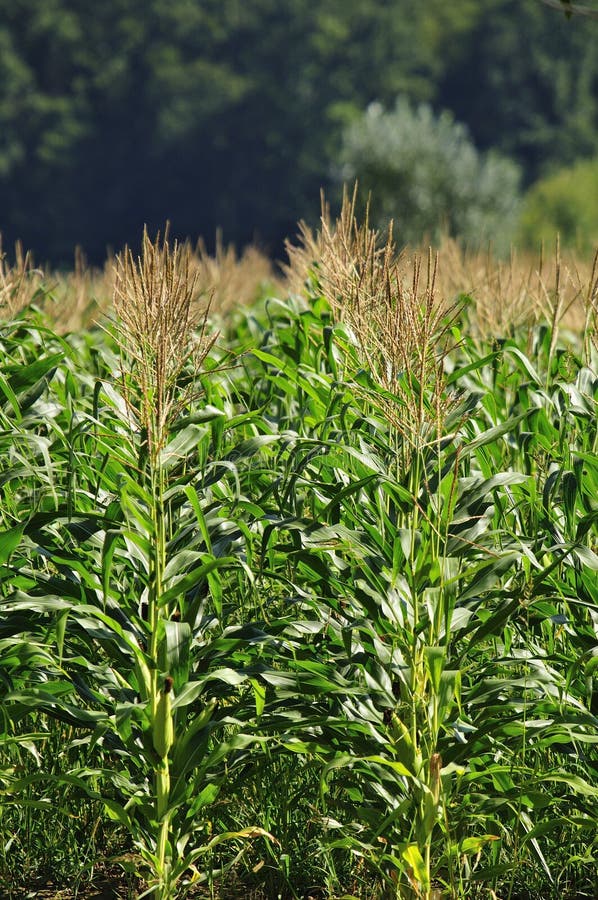 Corn field stock photo. Image of sunlight, outdoor, slope 14450986