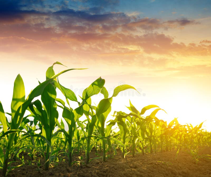 Green corn field