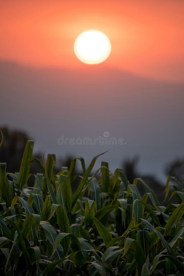 Green corn field at sunset royalty free stock photography Green corn field at sunset royalty free stock photography
