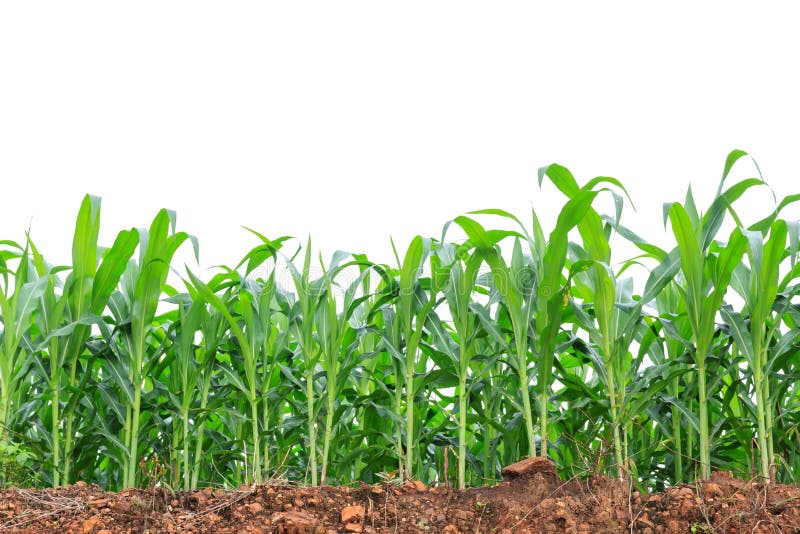 21,884 Field Corn White Background Stock Photos Free & RoyaltyFree