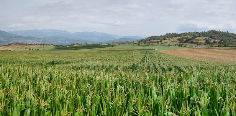 Green corn fields in La Noguera royalty free stock images