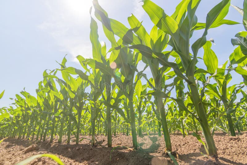 Green Corn Growing on the Field. Green Corn Plants. Stock Image Image