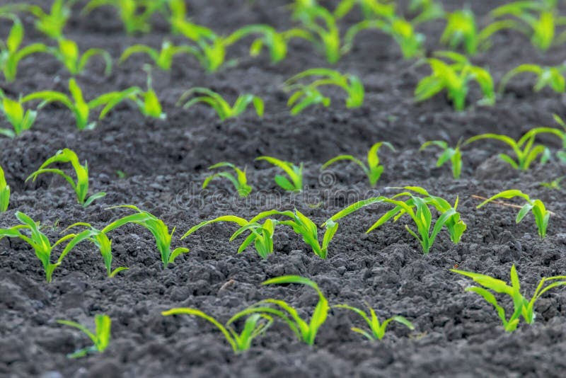 Green Corn Growing on the Field. Green Corn Plants, Shallow Depth of