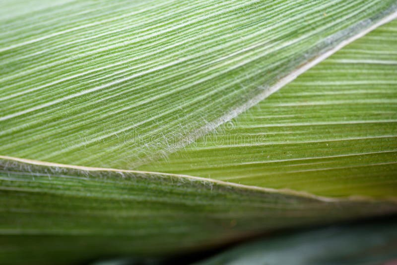 Green corn husk closeup stock image. Image of fresh, green 98791369