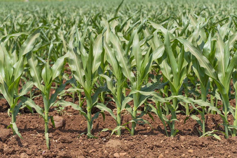 Green Corn Maize Plants on a Field Stock Photo Image of landscape