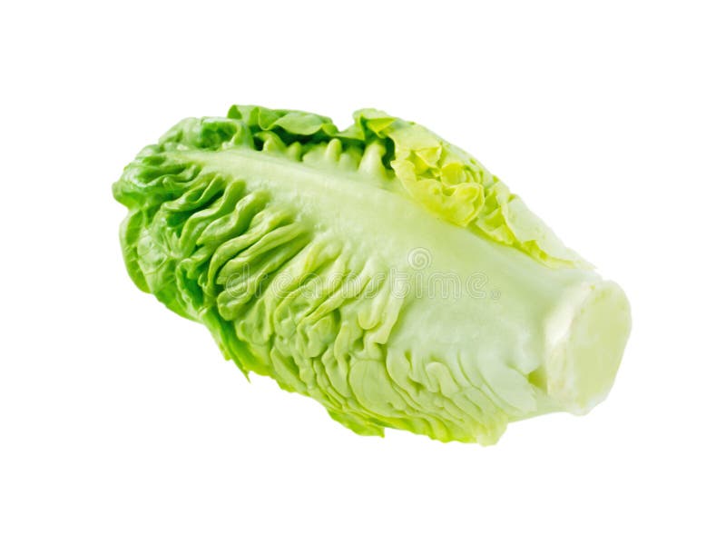 Green Cos Lettuce Salad Head Stock Image Image of fresh, salad 92314887