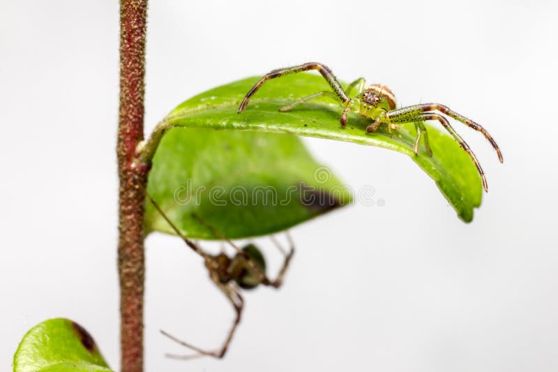 The Green Crab Spider, Diaea Dorsata Stock Image Image of green