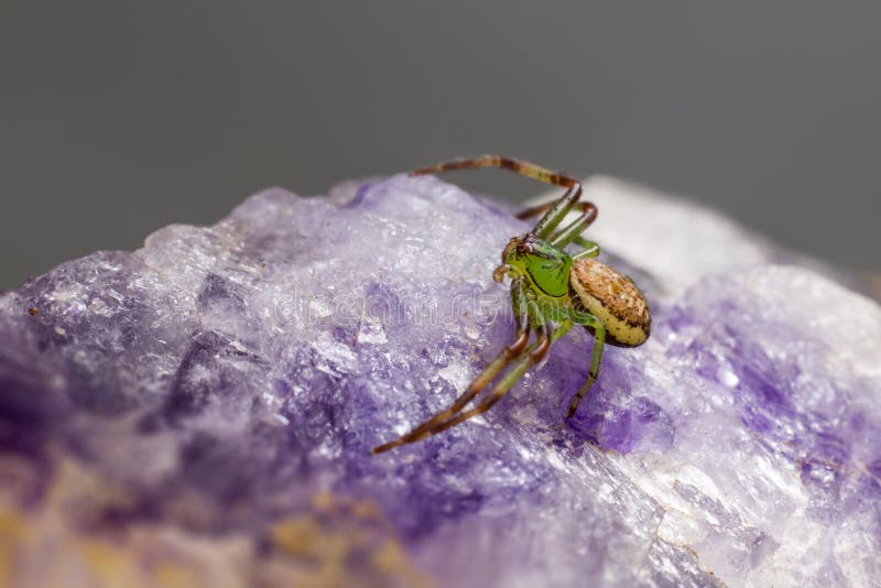 The Green Crab Spider (Diaea Dorsata) Stock Image Image of