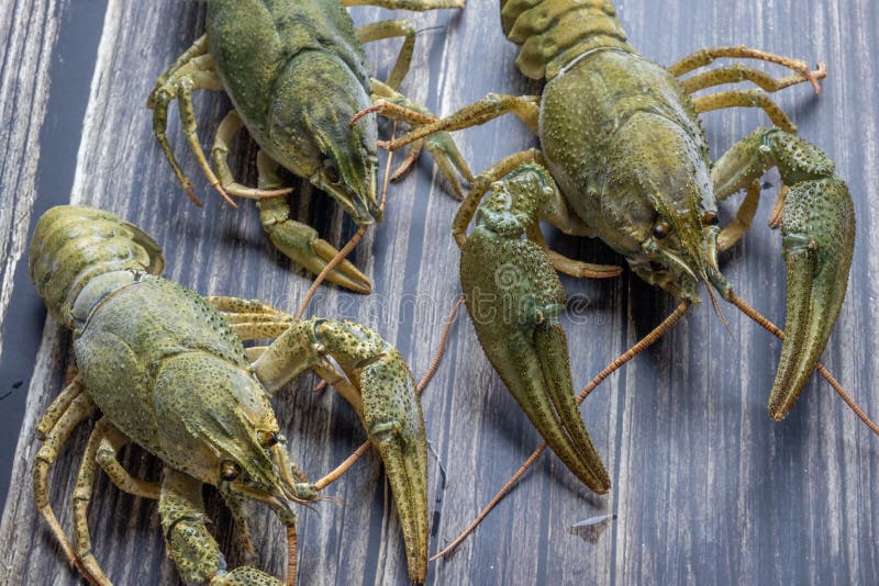 4 516 Green Crayfish Photos Free Royalty Free Stock Photos From Dreamstime