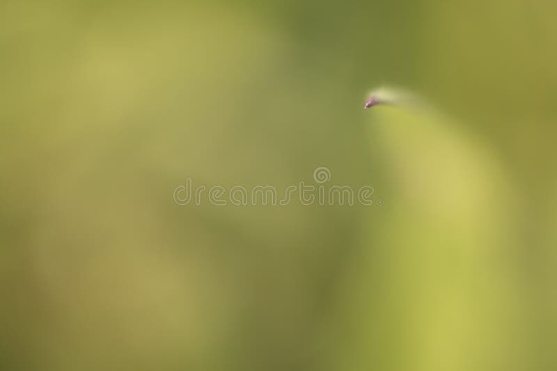 Green creative blur with extreme pointed weeding grass royalty free stock images