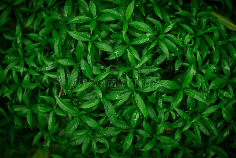 Green creative fashionable nature leaves texture for background. royalty free stock photos