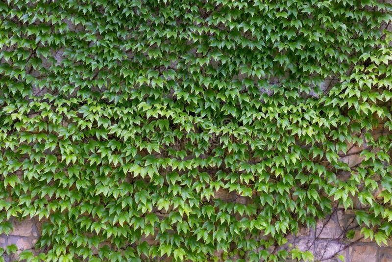 Green Creeper on the Old Wall Stock Photo - Image of nature, space ...