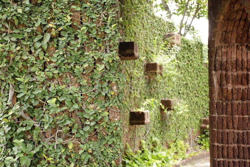 Green Creeper Plant stock image. Image of cement, backdrop 26089575