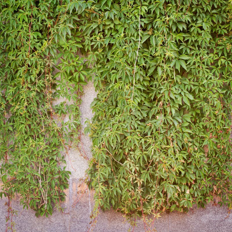 Green Creeper Plant, Brown Plank Wall Background Stock Photo Image of
