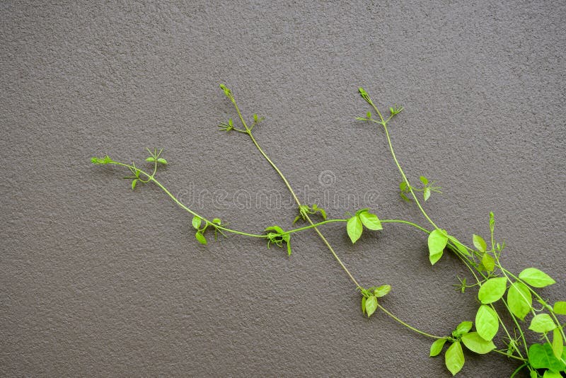 The Green Creeper Plant on a Dark Grey Wall Creates a Beautiful