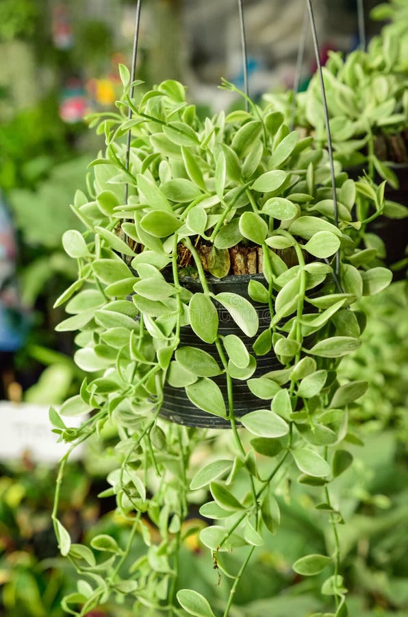 Green Creeper Plant Or Dischidia Nummularia Variegata Stock Image ...