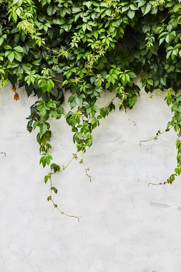 The Green Creeper Plant on stock image. Image of climbing 120951681