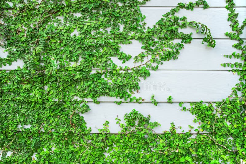 Green Creeper Plant Growing on Wood Wall Stock Image Image of bush